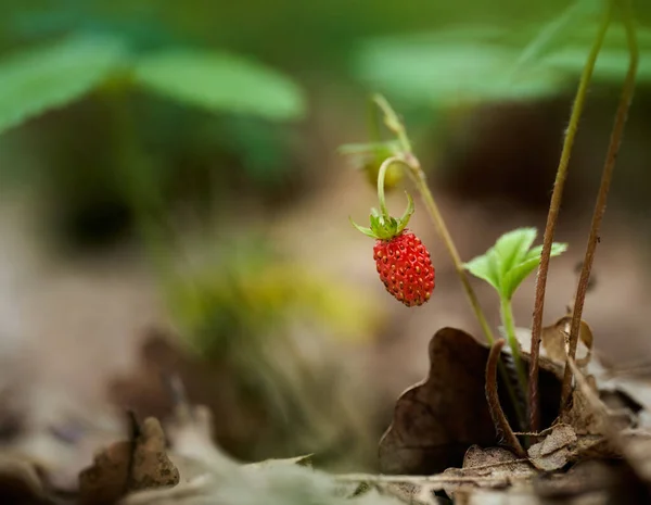 Macro Ripe Wild Strawberry Forest Floor Leaves — 图库照片