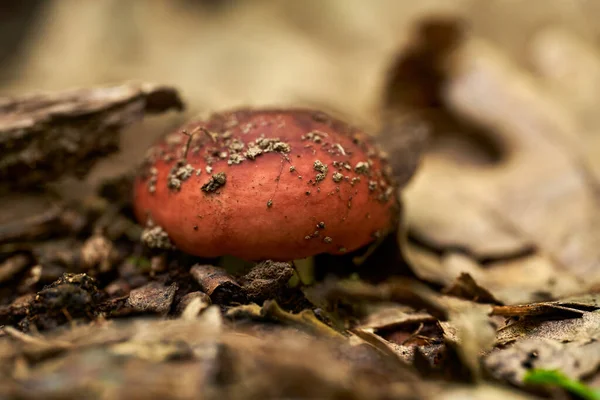 Toxic Red Mushroom Forest Floor Dead Leaves — ストック写真