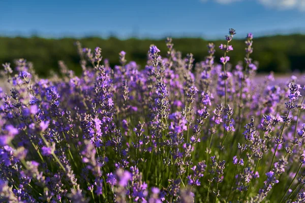 Closeup Flowers Lavender Field Full Bloom — Stok fotoğraf