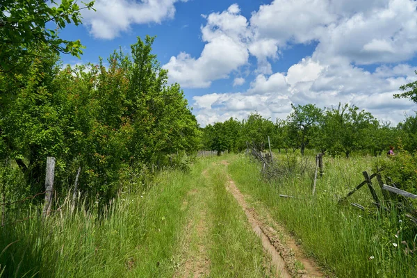 Muddy Rural Road Going Orchards Fields Summer —  Fotos de Stock