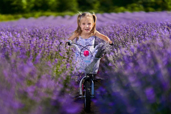 Чарівна Маленька Дівчинка Їде Велосипеді Через Лавандове Поле — стокове фото