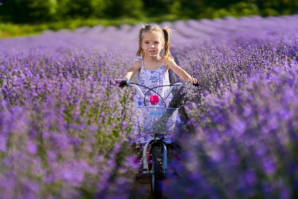 Sevimli Küçük Kız Lavanta Tarlasında Bisiklet Sürüyor — Stok fotoğraf