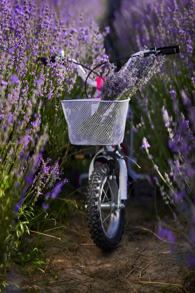孩子们在薰衣草地里骑自行车 篮子里有一束花 — 图库照片