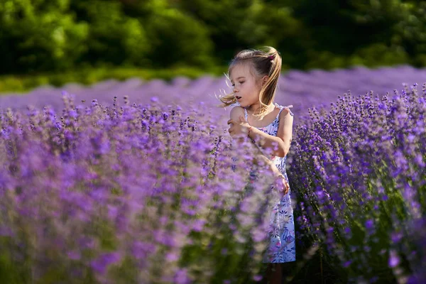 Portret Van Een Prachtig Klein Meisje Met Vlechten Een Lavendelveld — Stockfoto