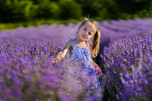 Porträtt Vacker Liten Flicka Med Flätor Ett Lavendelfält — Stockfoto