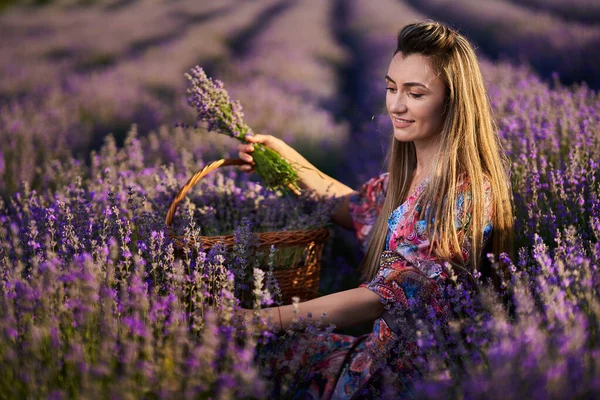 Joven Hermosa Mujer Con Una Cesta Ramos Campo Lavanda Atardecer —  Fotos de Stock