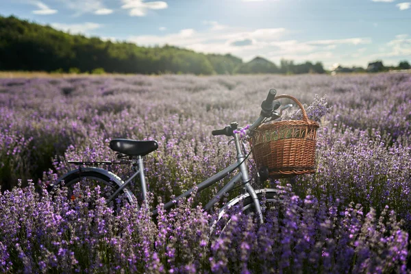 Een Klassieke Fiets Met Een Mand Een Veld Van Lavendel — Stockfoto