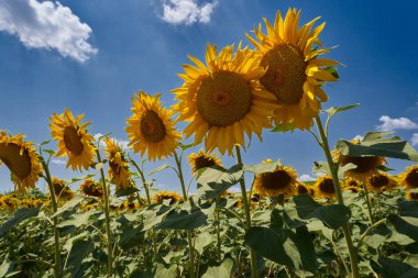 Ayçiçeği tarlası güneşli bir günde yazın olgunlaşmak üzere.