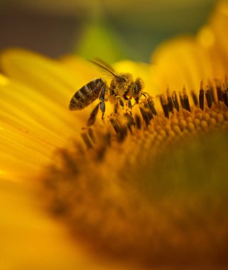 Bal arısı ayçiçeğini döllüyor, makro çekim