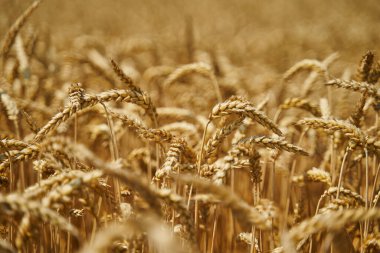 Kırsaldaki bir tarlada olgunlaşmış buğday kulakları.