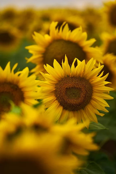 Primer Plano Los Girasoles Campo Atardecer —  Fotos de Stock