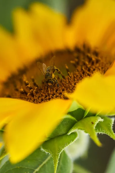 蜜蜂授粉向日葵 宏观射精 — 图库照片