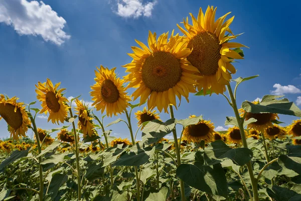 Ayçiçeği Tarlası Güneşli Bir Günde Yazın Olgunlaşmak Üzere — Stok fotoğraf