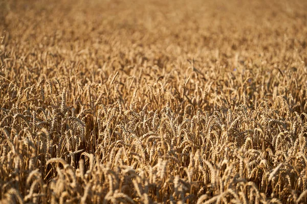 Olgun Buğday Tarlası Kırsal Alanda — Stok fotoğraf