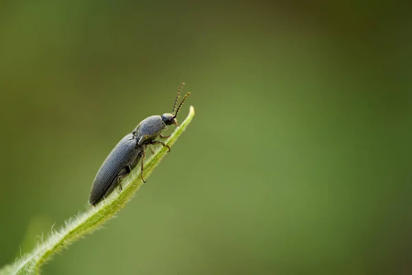 Insetto Nero Una Foglia Colpo Macro — Foto Stock