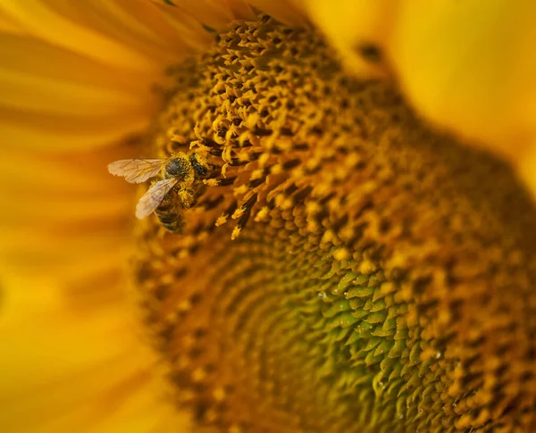 Honey Bee Pollinating Sunflower Macro Shot — Stock Photo, Image