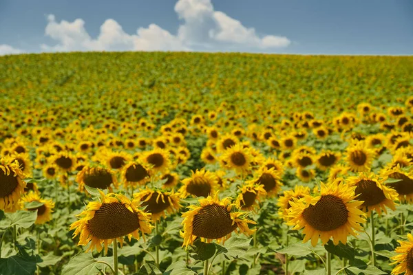 Соняшникове Поле Збирається Дозріти Влітку Сонячний День — стокове фото