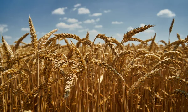 Пшениця Сільськогосподарському Полі Сонячний Літній День — стокове фото