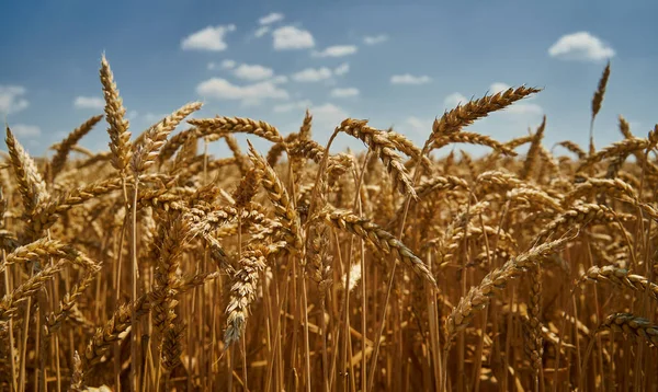 Rijpe Tarwe Een Landbouwveld Een Zonnige Zomerdag — Stockfoto