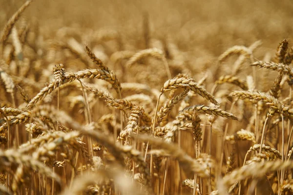 Sluiten Van Rijpe Tarwe Oren Een Veld Het Platteland — Stockfoto