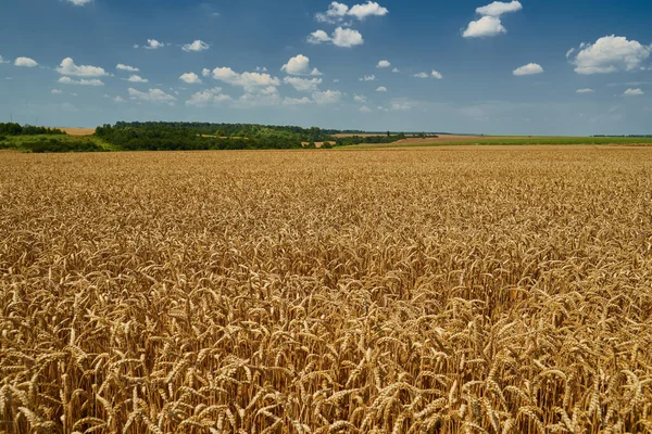 Blé Mûr Dans Champ Agricole Par Une Journée Ensoleillée Été — Photo