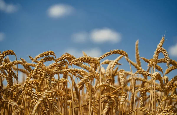 Ωριμάζει Σιτάρι Ένα Γεωργικό Τομέα Μια Ηλιόλουστη Μέρα Του Καλοκαιριού — Φωτογραφία Αρχείου