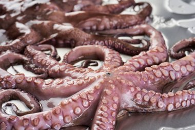 Paslanmaz çelik kesme tahtasındaki buzda taze ahtapot işlenmeye hazır.