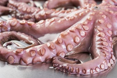 Paslanmaz çelik kesme tahtasındaki buzda taze ahtapot işlenmeye hazır.