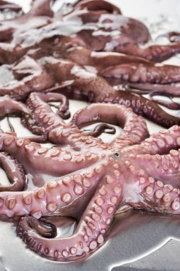 Paslanmaz çelik kesme tahtasındaki buzda taze ahtapot işlenmeye hazır.