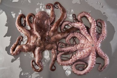 Paslanmaz çelik kesme tahtasındaki buzda taze ahtapot işlenmeye hazır.