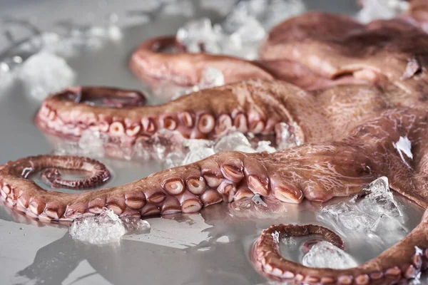 Fresh Octopus Ice Stainless Steel Cutting Board Ready Processed — Stock Photo, Image