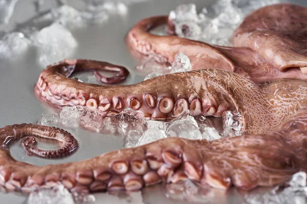 Fresh Octopus Ice Stainless Steel Cutting Board Ready Processed — Stock Photo, Image