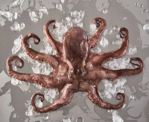 Fresh Octopus Ice Stainless Steel Cutting Board Ready Processed — Stock Photo, Image