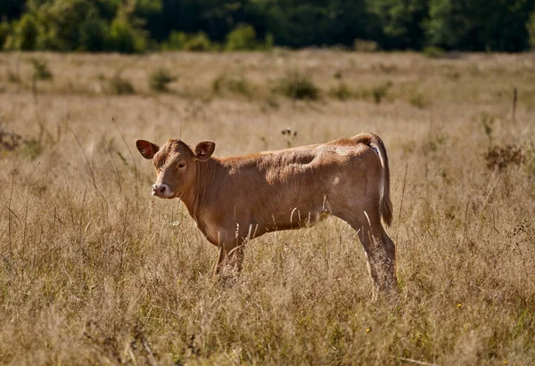 後ろの森のある芝生の上で若い子牛 — ストック写真