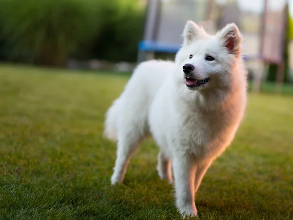 Samoyed cão ao ar livre — Fotografia de Stock
