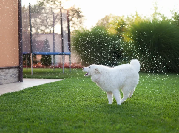 Samoyed perro al aire libre — Foto de Stock