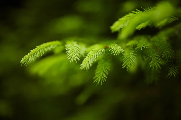 Tannenknospen — Stockfoto