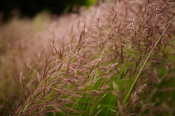 Closeup of grass — Stock Photo, Image