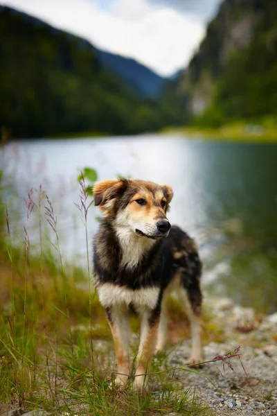 Cão rasteiro perto de um lago — Fotografia de Stock