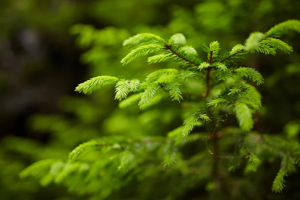 Fir toppen — Stockfoto