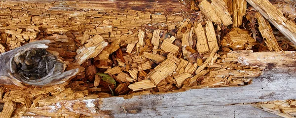 Aged rotten wood — Stock Photo, Image