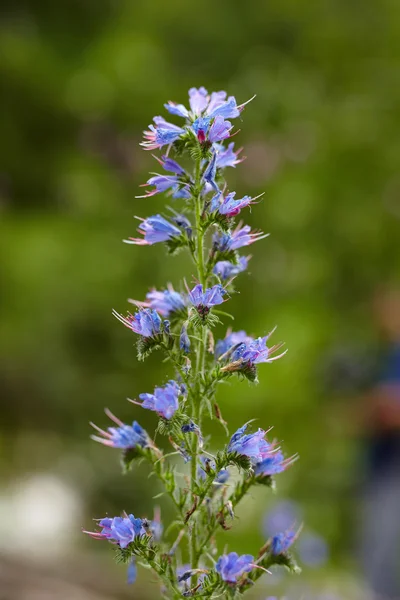 Fiori di montagna selvatici — Foto Stock