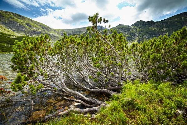 Dwarf pines by the lake — Stock Image Dwarf pines by the lake Stock Photo