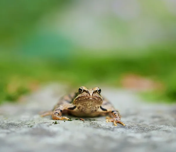 Brown frog with copyspace — Stock Photo, Image