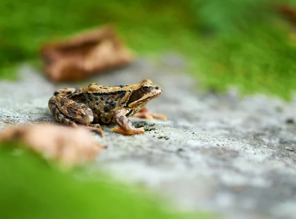 Коричневий жаба з copyspace — стокове фото