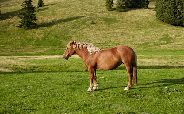 Brun häst — Stockfoto