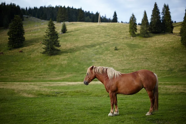 Kahverengi at — Stok fotoğraf