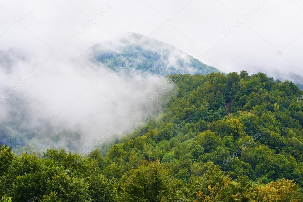 Misty landscape