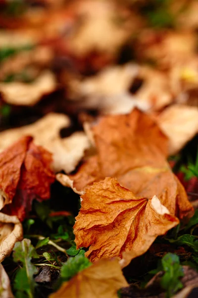 Feuilles de vigne tombées — Photo