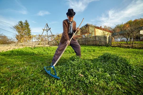 Фермер собирает траву для кормления животных — стоковое фото